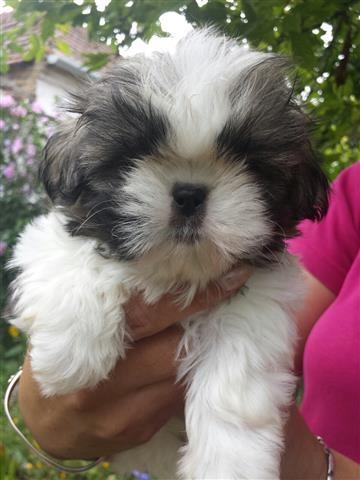 Si-cu--Shi-tzu