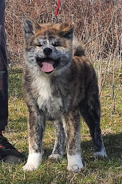 Akita-Inu
