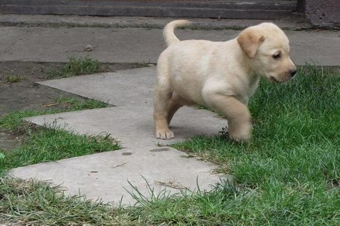 Labrador retriver stenad