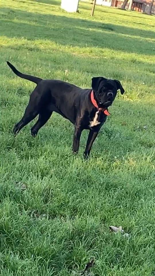 Cane-Corso-štenci