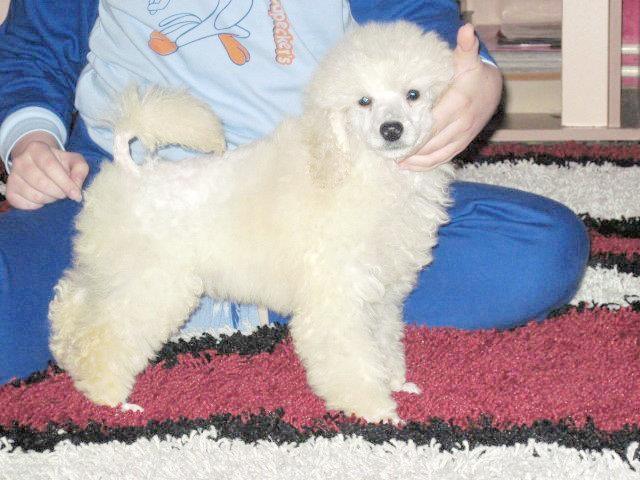 Pudla