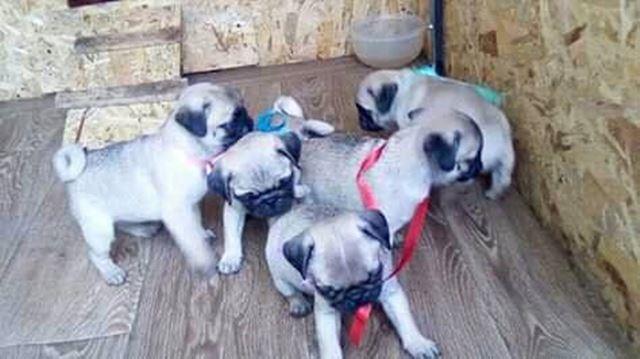 MOPS-štenci-