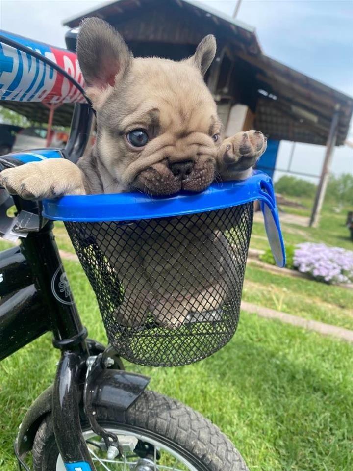 Francuski-buldog