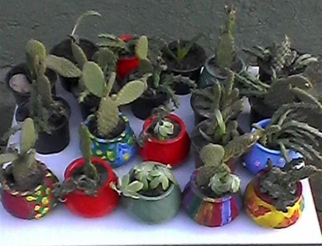 Kaktuse