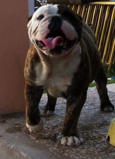 Engleski-i-Francuski-buldog