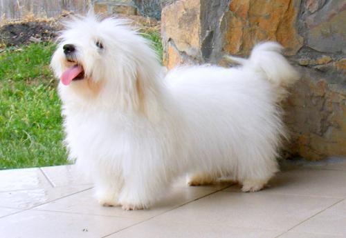 Coton-de-Tulear