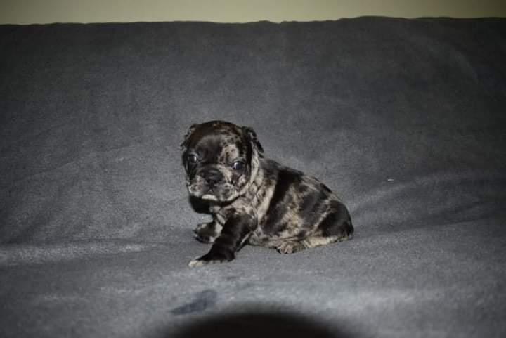 Francuski-buldog-