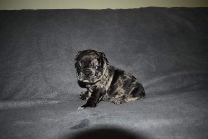 Francuski buldog 