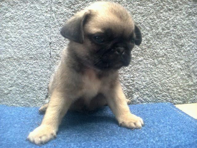 MOPS-stenad-bež-boje