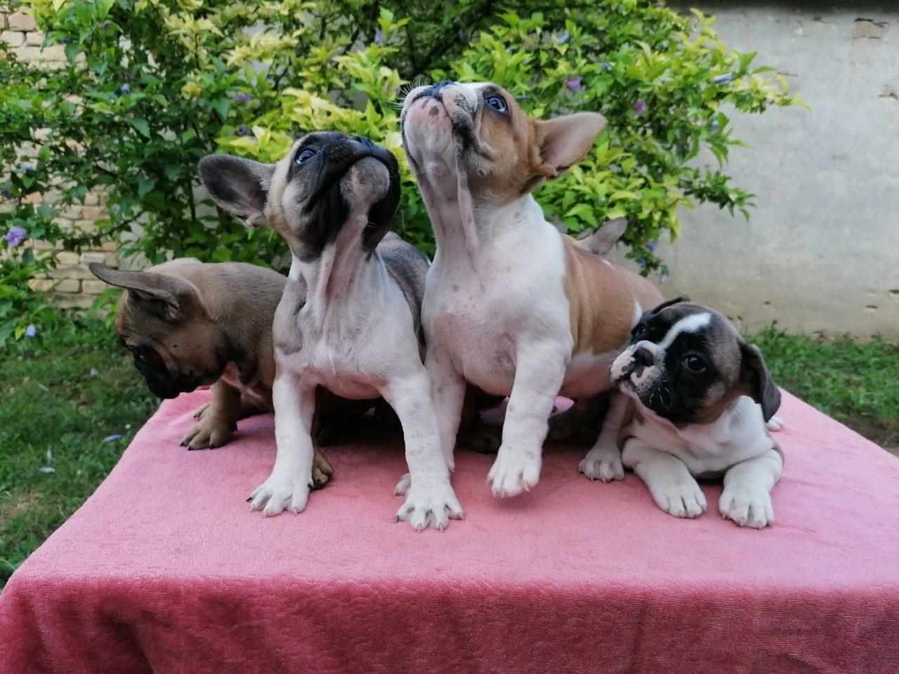 Francuski-buldog-štenci