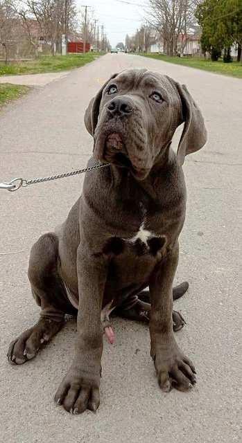 Cane-Corso-štenci