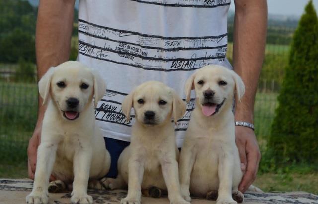 Labrador-retriver