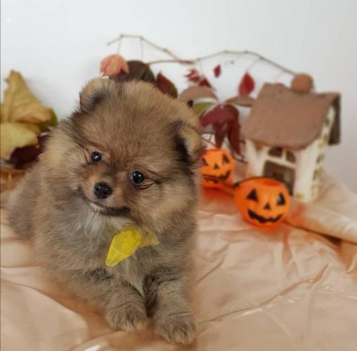 Mini Boo