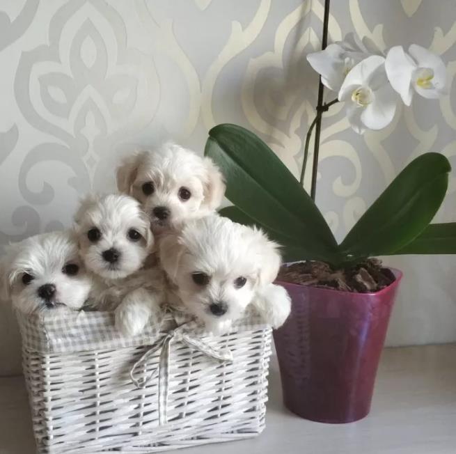Maltezer-i-coton-de-tulear-stenci-
