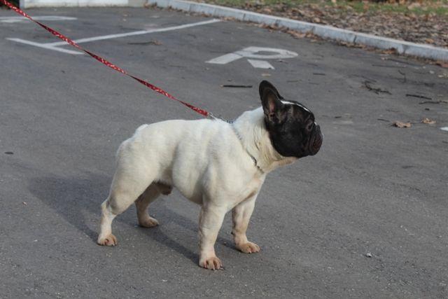 Francuski-Buldog-štenci