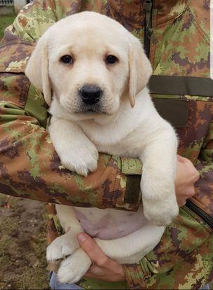 Labrador-retriver--stenci-