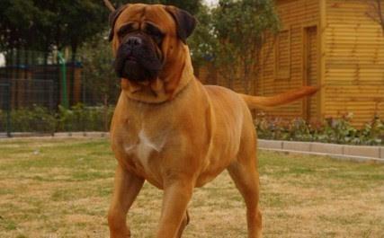 Bullmastiff-stenci