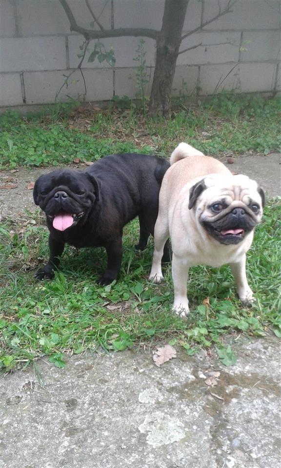 mops