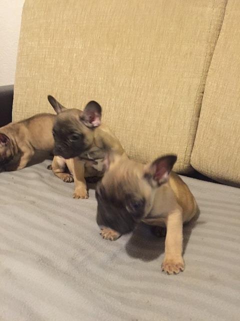 Francuski-buldog-stenci