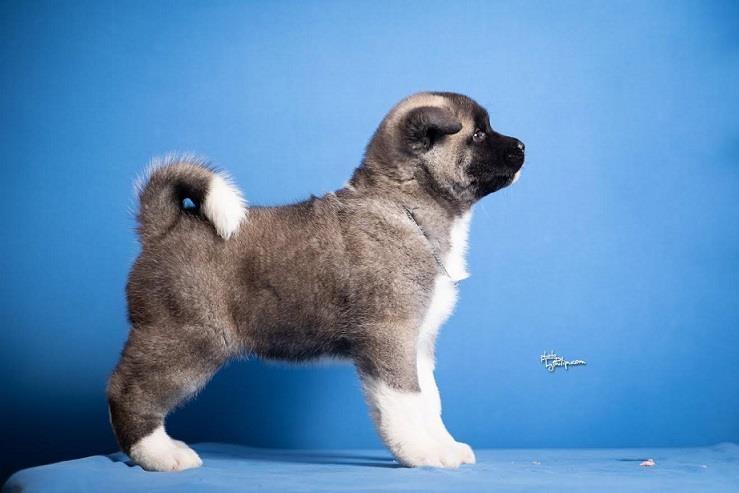 Americka-Akita
