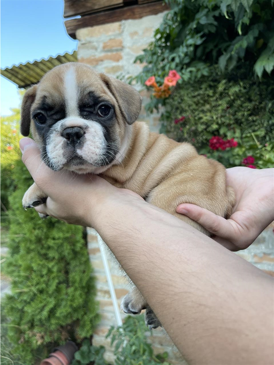 Francuski-buldog
