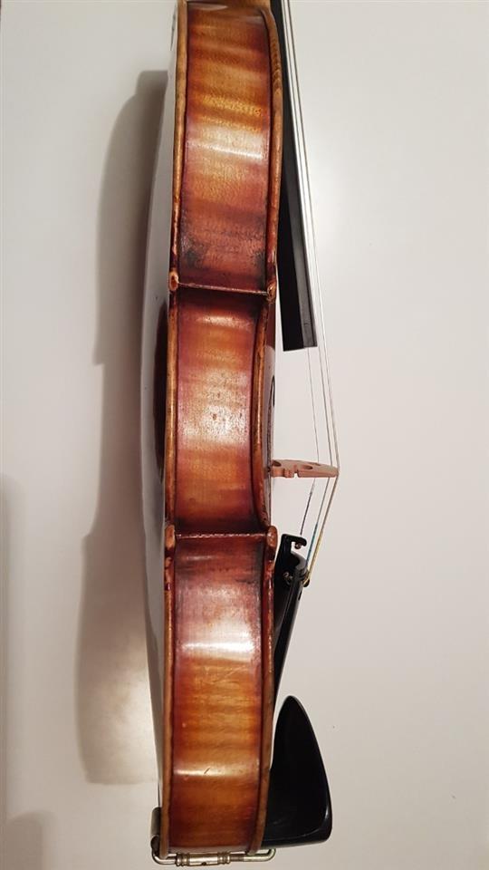 Violina