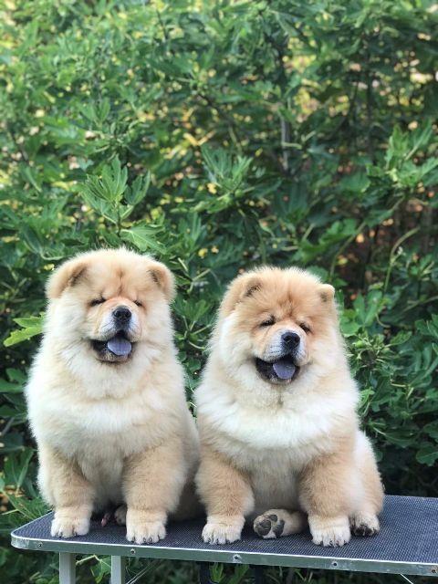 Chow-Chow---Čau-Čau-štenci