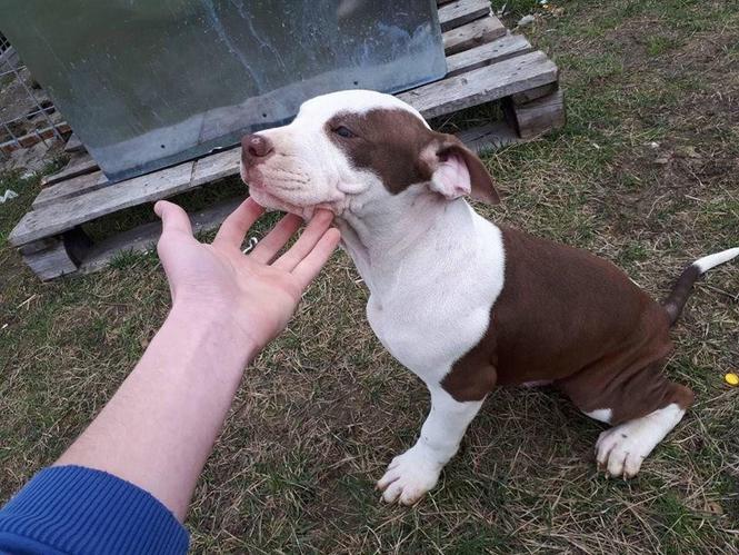 Pit Bull stene na prodaju
