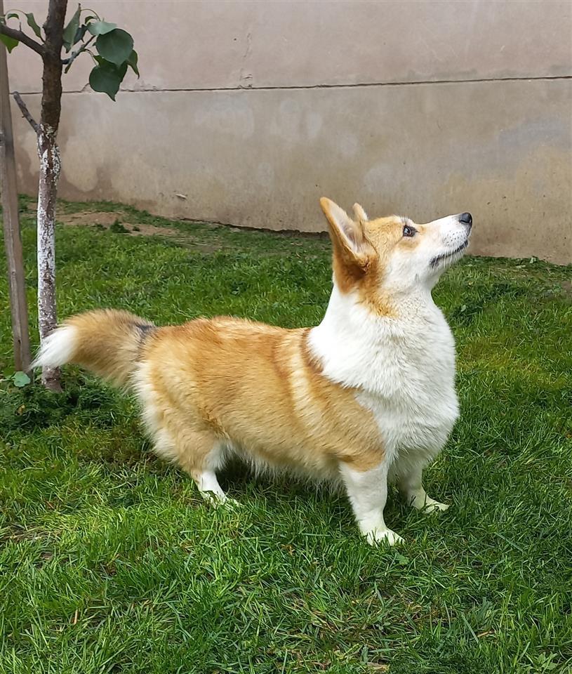Welsh-Corgi--korgi-