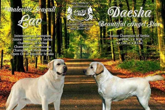 Labrador stenci 