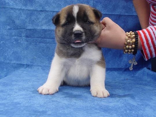 Americka Akita stenci