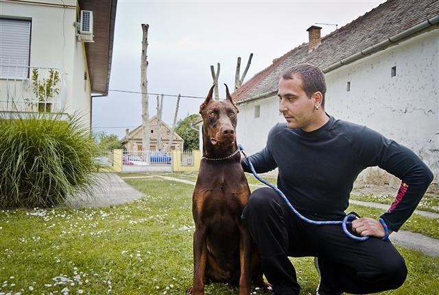 Doberman muzijak