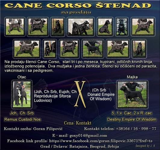 Cane Corso štenad