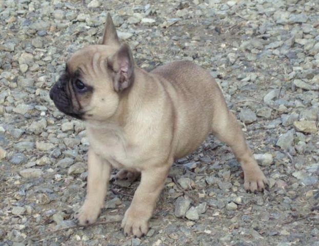 Francuski Buldog, štenad 