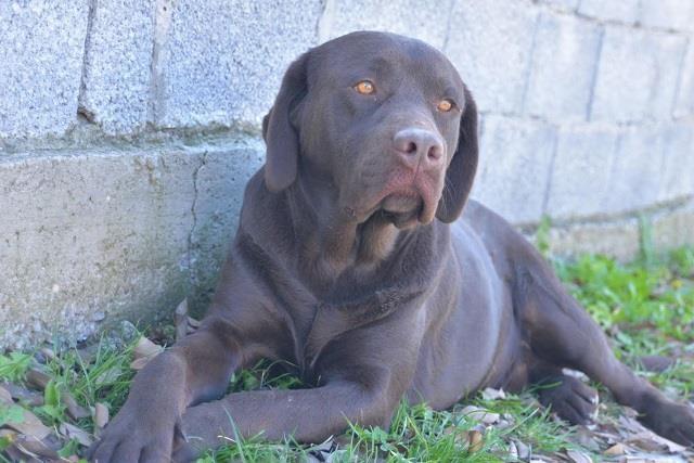 Labrador-retriver