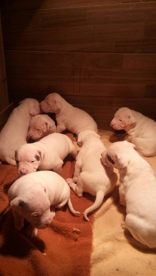 Dogo-Argentino-stenci