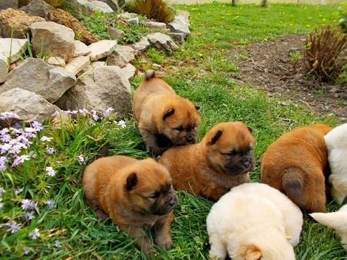 Chow-chow-cau-cau-stenad