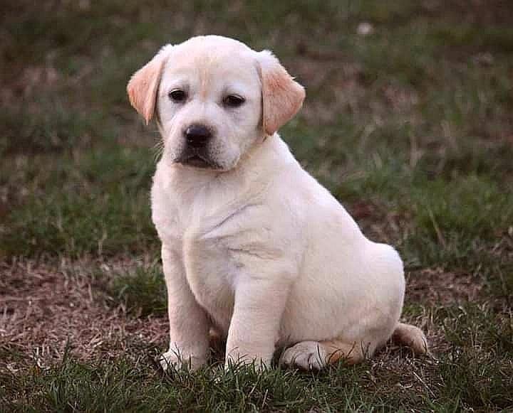 Labrador-retriver--štenci