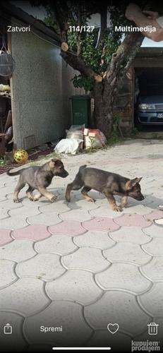 Nemacki ovcar stenci