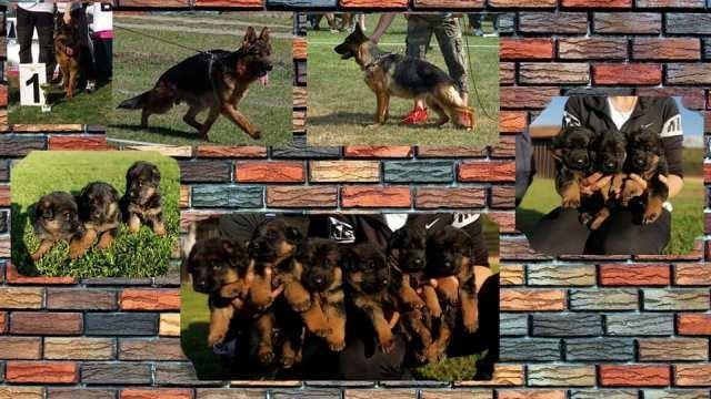 Nemački-ovčar--štenci