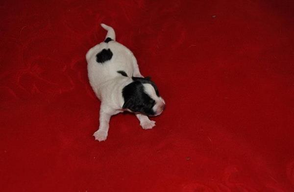 Jack Russel Terrier