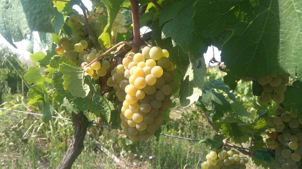 Vino-domace