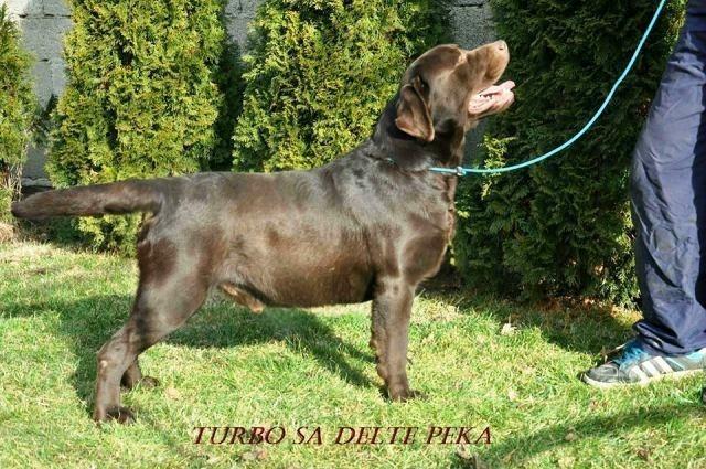 Labrador-Retriver-cokoladni-stenci