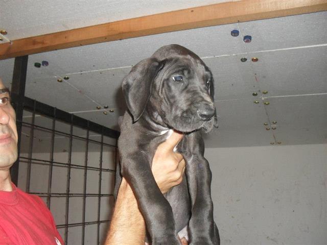 Nemacka Doga