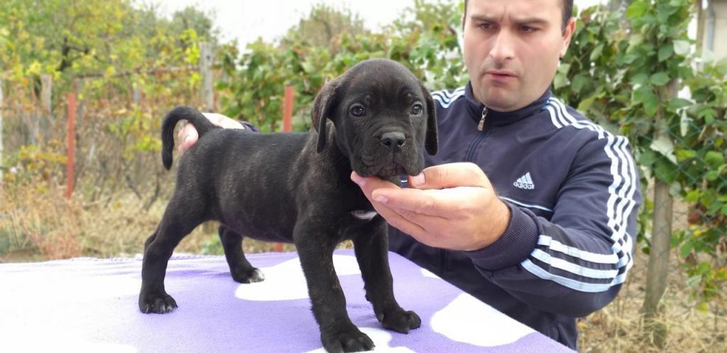 Cane-corso-štenci
