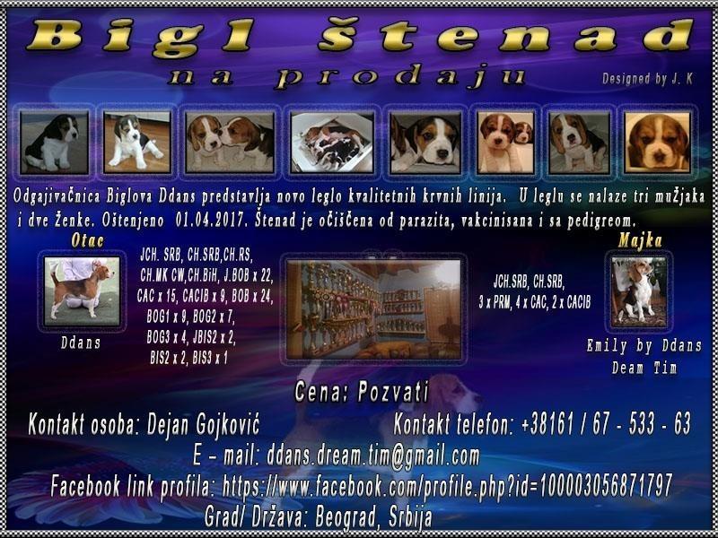 Bigl-štenad-