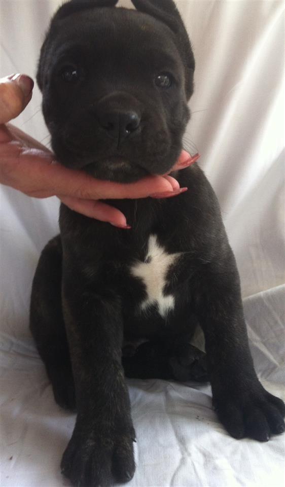 Cane-corso-super-papy