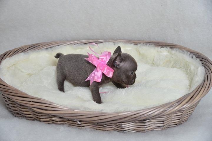Francuski-buldog-premium-quality