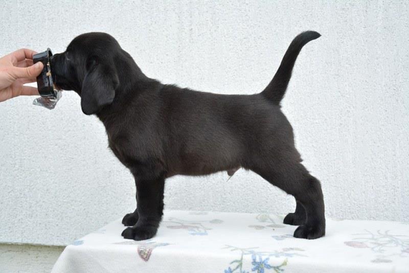 Labrador-retriver---musko-stene