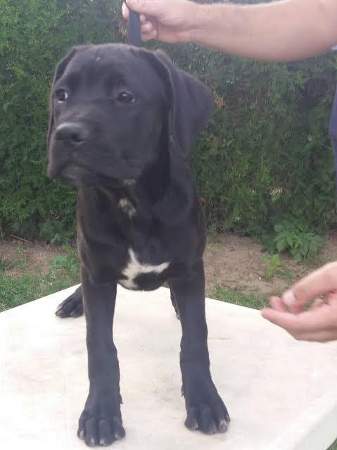 Cane-corso-stenci